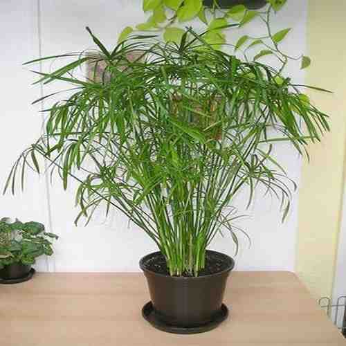 cyperus